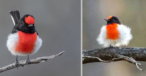 Meet Red-Capped Robin, A Spectacular Tiny Bird With Vivid Scarlet Plumage