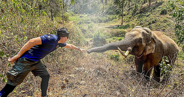 Touching Moment Elephant Recognizes The Vet Who Cared For Him 12 Years Ago