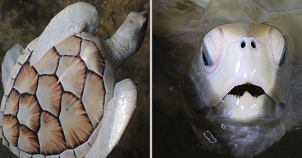 Two Extremely Rare Rescued Albino Turtles, Libing In A Sanctuary In Sri Lanka (Photos)