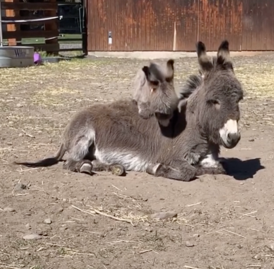Sweet Moment Momma Donkey Bonds With Her Foal For The First Time