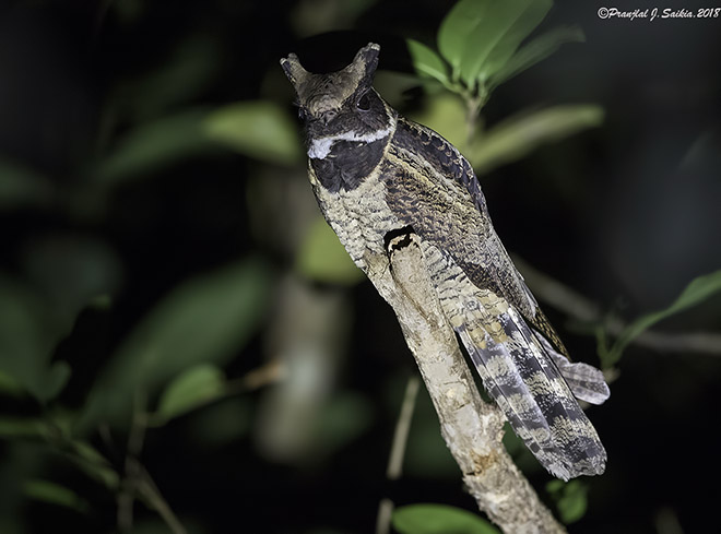 "Great Eared Nightjar" Bird Shaped Like A Dragon In A famous Cartoon (Pics & Video)
