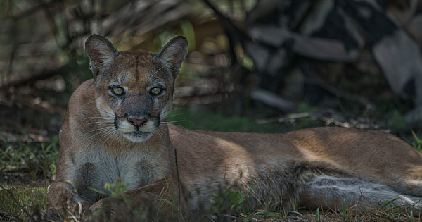 After 20 Years He Finally Got The Perfect Shot Of The Elusive Florida Panther