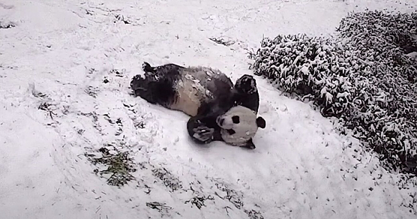 Cameras Catch Giant Pandas Enjoying The First Snow