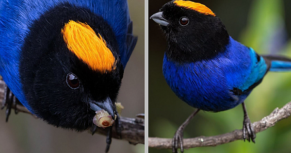 Cobalt Blue Coat, Jet Black Scarf, And Bright Yellow Crown, The Golden-crowned Tanager Is A Breathtaking Flying Gem Of Nature