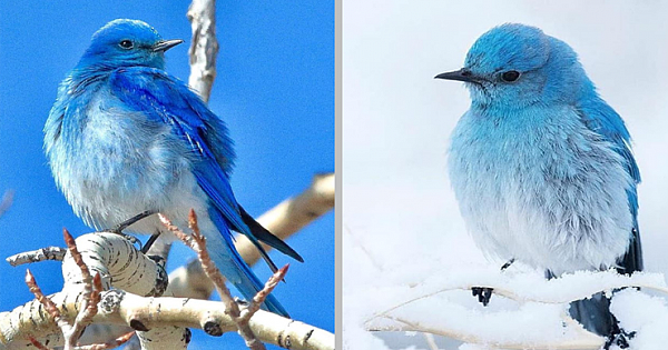Meet Mountain Bluebird, A Breathtaking Little Bird With Sky Blue Plumage (Pics & Video)