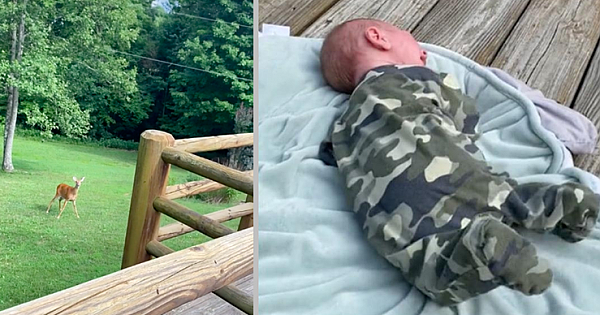 Momma Deer Comes Running To Help When She Hears Newborn Baby Crying (Pics & Video)