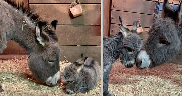Sweet Moment Momma Donkey Bonds With Her Foal For The First Time