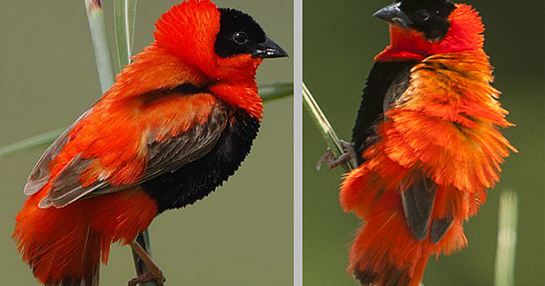 The Northern Red Bishop Is An Adorable Eye Piercing Bird (Pics & Video)