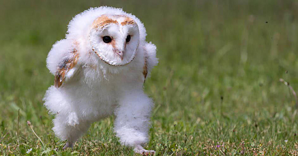 This Baby Barn Owl Photographed In Mid-Run Is Taking Internet By Storm
