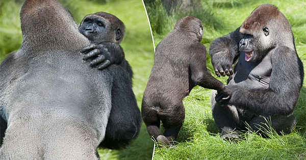 Two Gorilla Brothers Emotionally Reunite After Three Years Apart (Pics & Video)
