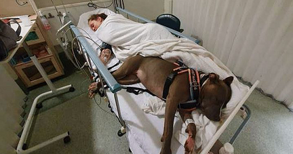 Unconditional Love: Loyal Dog Refuses To Leave Mom's Side After Saving Her Life