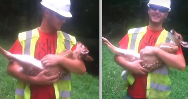 Worker Saves Baby Deer And Gives Him Belly Rubs, The Fawn Enjoys It And Refuses To Leave