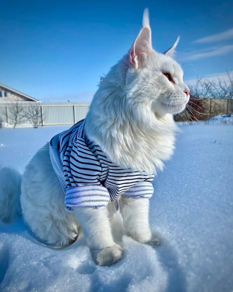 Meet Adorable Kefir – The Giant Maine Coon Cat That Looks Like A White Lion