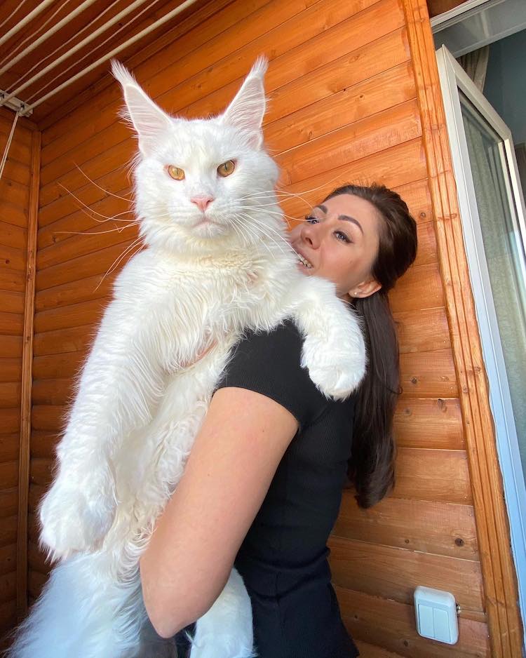 Meet Adorable Kefir – The Giant Maine Coon Cat That Looks Like A White Lion