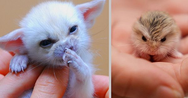 17 Tiny Baby Animals That Will Warm Your Heart