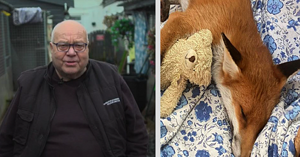 Man Saves 62,000 Animals With His Retirement Money And Opens Sanctuary