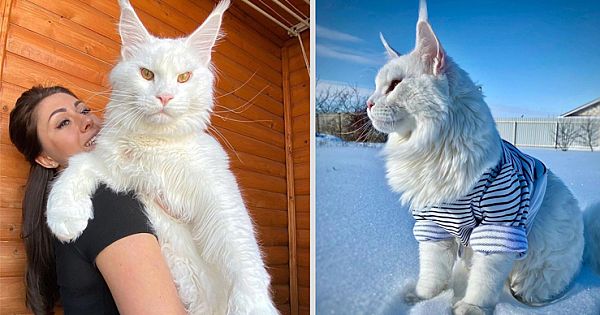 Meet Adorable Kefir – The Giant Maine Coon Cat That Looks Like A White Lion