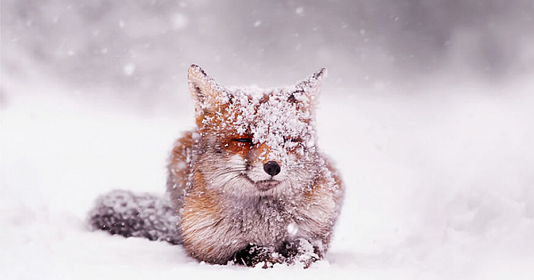 Photographer Captures Adorable Fox Enjoying The Snow