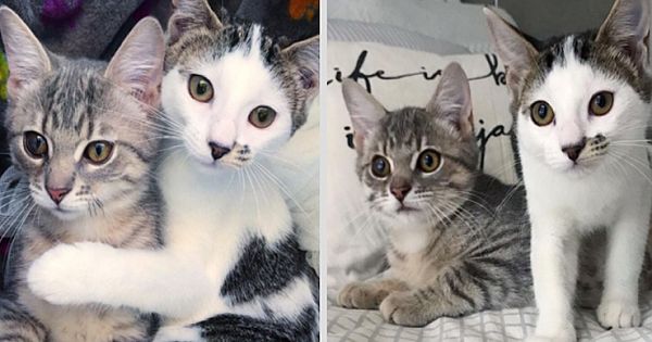 Two Stray Cats Meet At The Shelter And Become Inseparable Best Friends