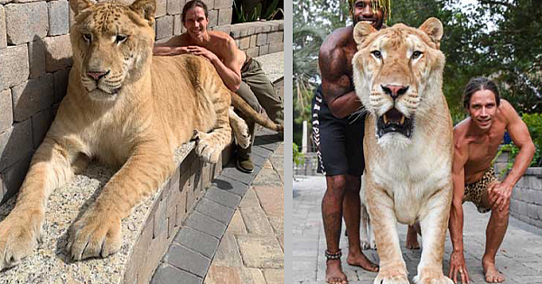 Weigh 319 Kg, Apollo The Lion-Tiger Crossbreed Is The Largest Cat On Planet