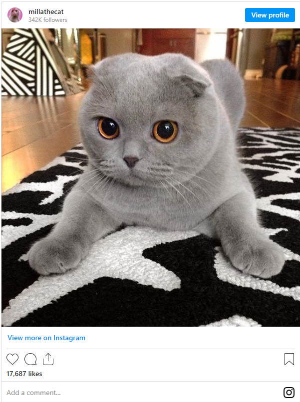 21 Fluffy Pets That Are Cuddlier Than A Plush Toy