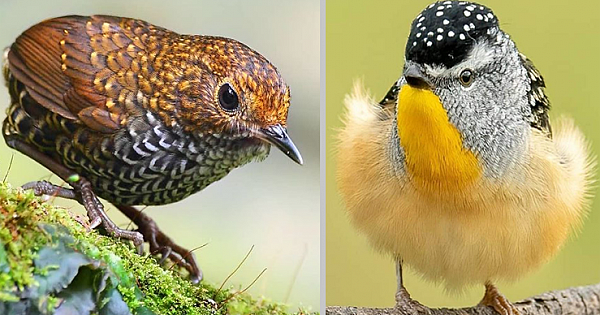 23 Birds So Perfect They Dont Seem Real