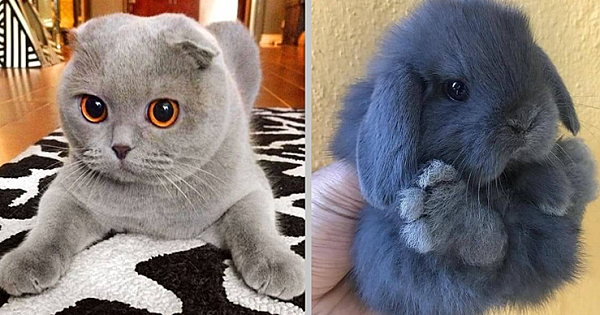 21 Fluffy Pets That Are Cuddlier Than A Plush Toy