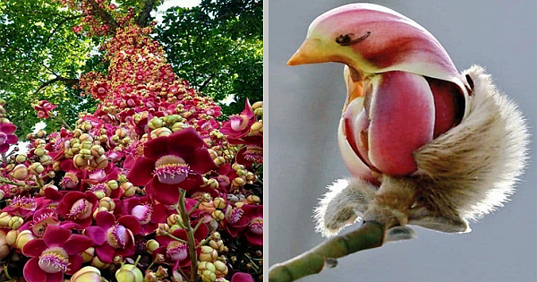 21 Magnificent Trees To Remind You Why Nature Is Awesome
