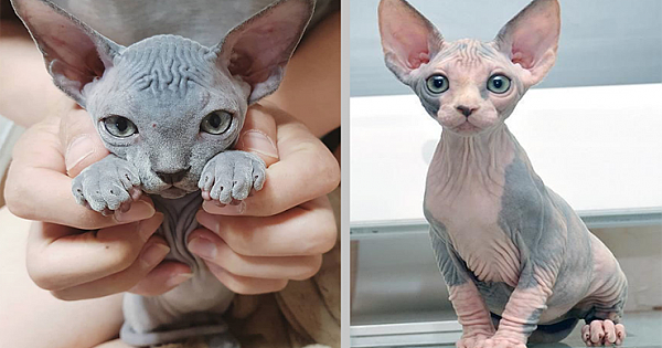 22 Adorable Photos That Prove Hairless Cats Are Actually Amazing
