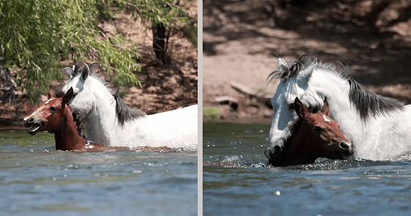 Beautiful Moment A Wild Horse Saves A Young Filly (Horse) From Drowning