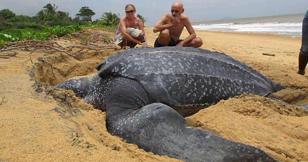 Incredible Moment World's Largest Sea Turtle Emerges From The Sea (Pics & Video)
