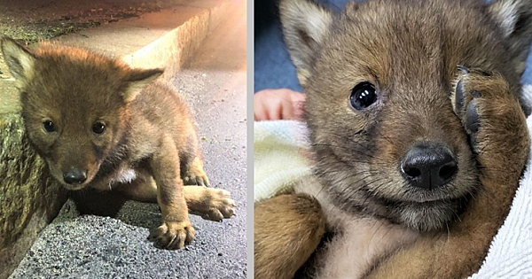 Kind  Police Officer Goes Above And Beyond To Help Scared And Lonley Baby Coyote