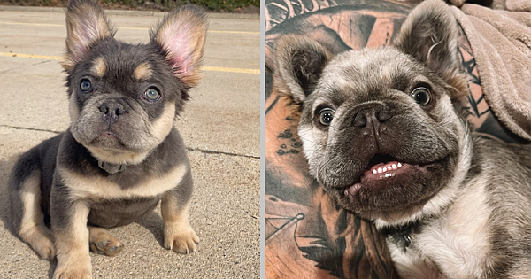 Meet The Adorable Long-Haired French Bulldog