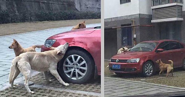 Stray Dog Kicked By Driver Returns With A Pack Of Friends To Trash His Car