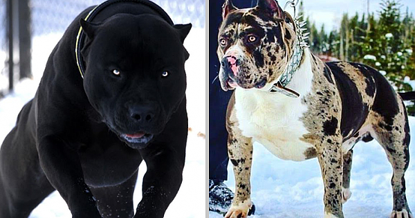 These Are The 10 Most Fearsome Dog Breeds Exist