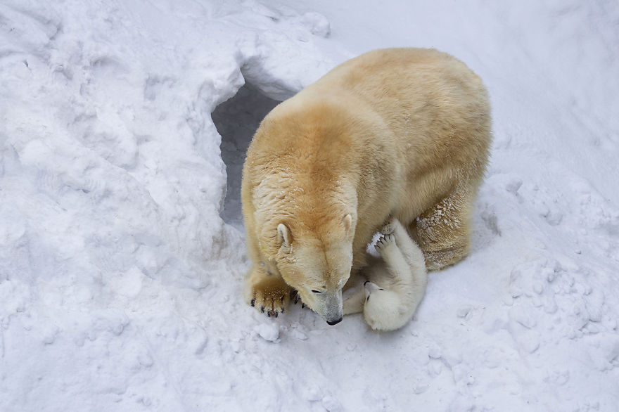 Loving Polar Bear Mama Playing With Her Baby In Snow For The First Time (Pics & Video)
