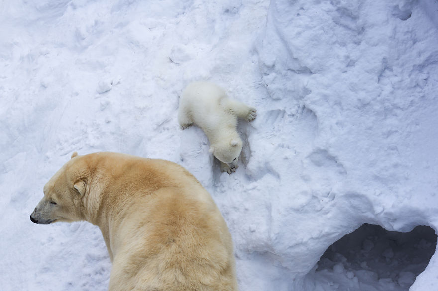 Loving Polar Bear Mama Playing With Her Baby In Snow For The First Time (Pics & Video)