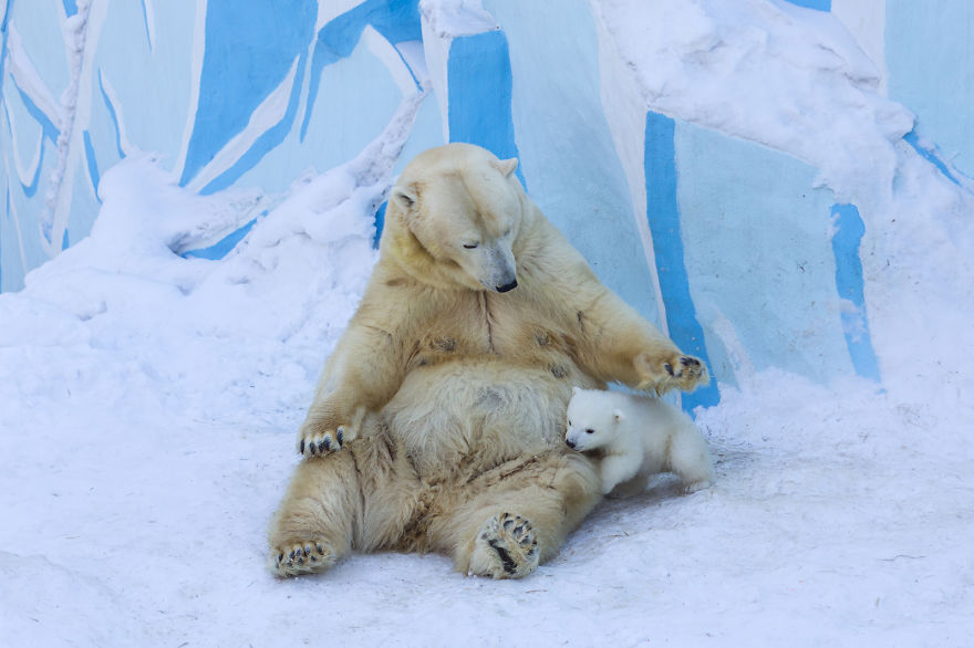 Loving Polar Bear Mama Playing With Her Baby In Snow For The First Time (Pics & Video)