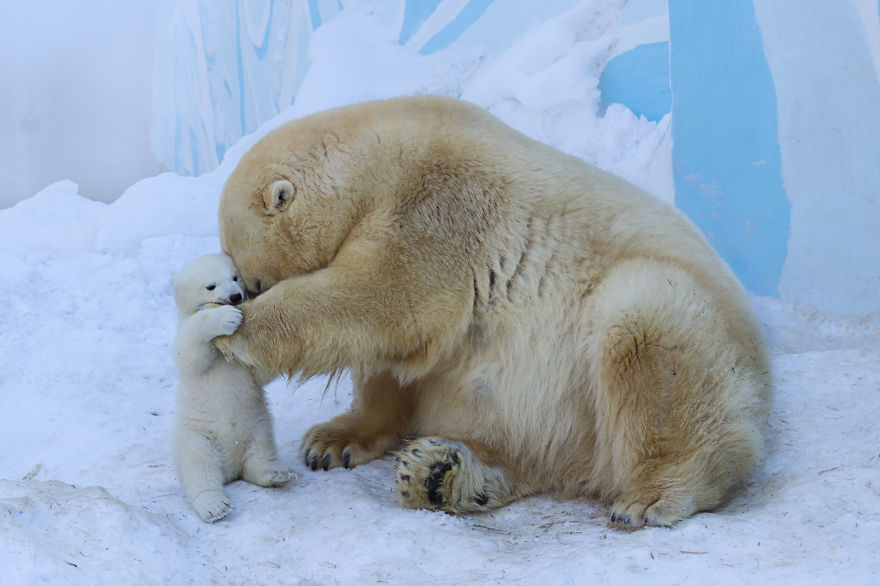 Loving Polar Bear Mama Playing With Her Baby In Snow For The First Time (Pics & Video)
