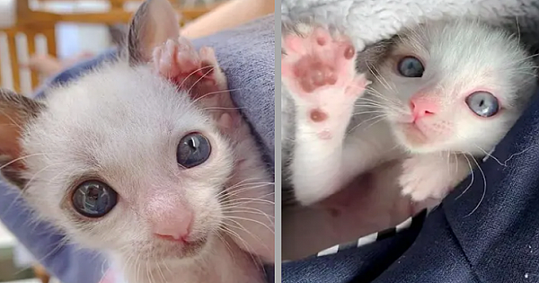 Kitten with Big Eyes But Half the Size, Clings to Family that Saved His Life and Transforms into Gorgeous Cat