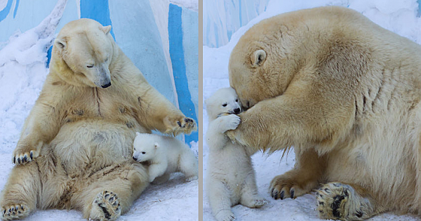 Loving Polar Bear Mama Playing With Her Baby In Snow For The First Time (Pics & Video)