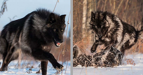 Photographer Captures Rare Close Encounter With A Minnesota Black Wolf (5 Majestic Pictures)