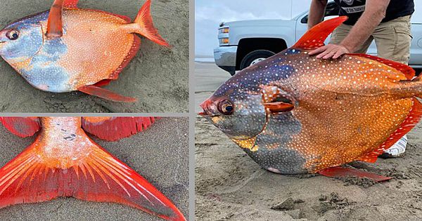 Someone Found A Washed-Up 100lb Opah Fish On The Beach