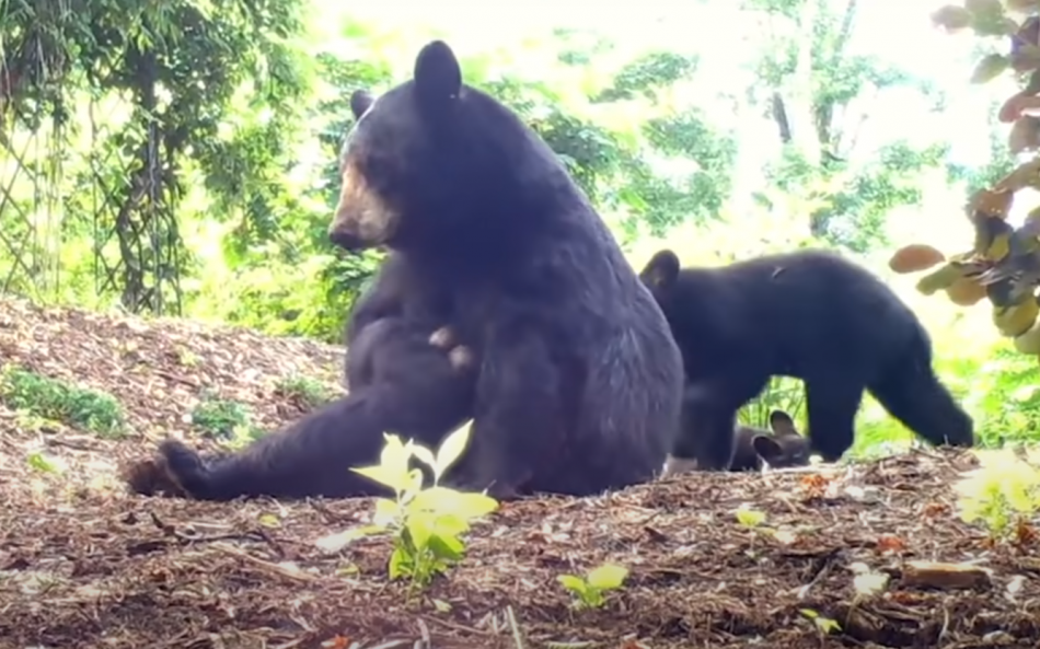 Woman Sets Up Hammock For Mama Bear And Her Cubs To Play With (Pics & Video)