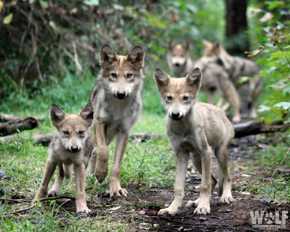 Incredible Moment A Wolf Family Strike A Pose For The Camera