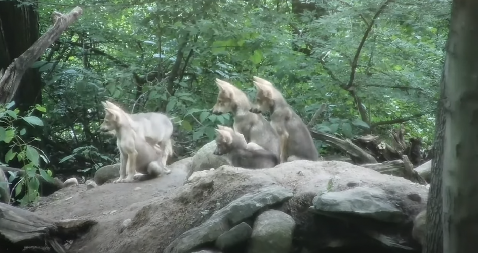 Incredible Moment A Wolf Family Strike A Pose For The Camera