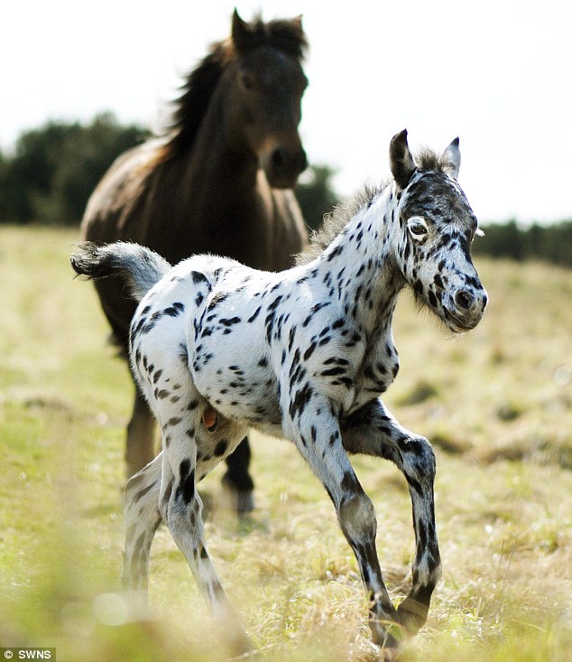 Rare Polka-Dot Pony Spotted In Devon