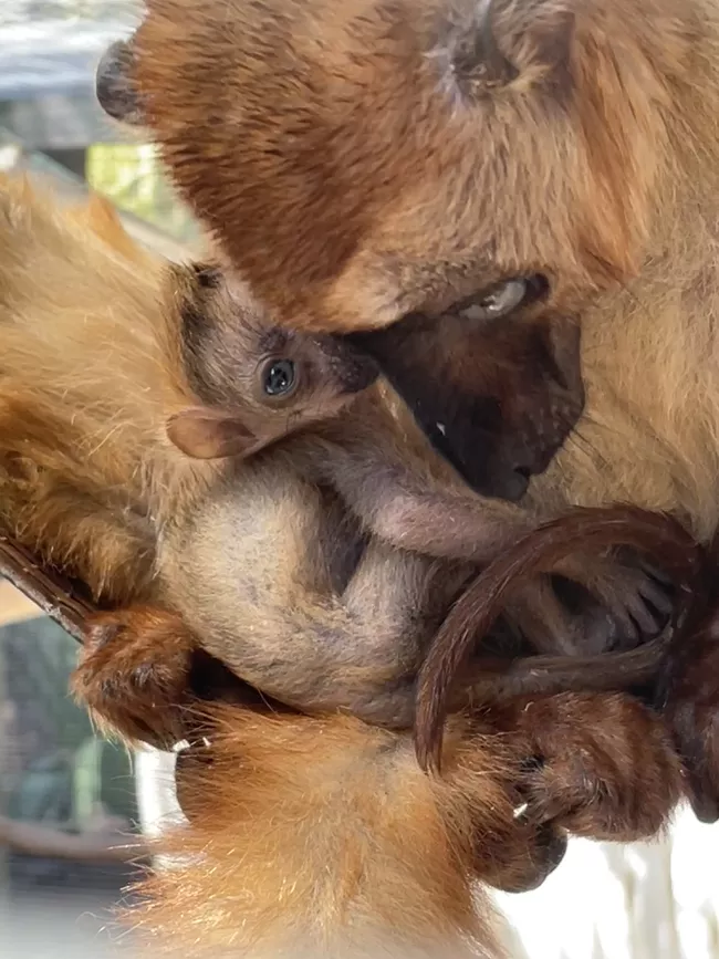 Critically Endangered Blue-Eyed Lemur Born at Florida Zoo