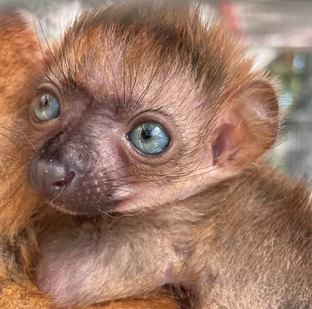 Critically Endangered Blue-Eyed Lemur Born at Florida Zoo