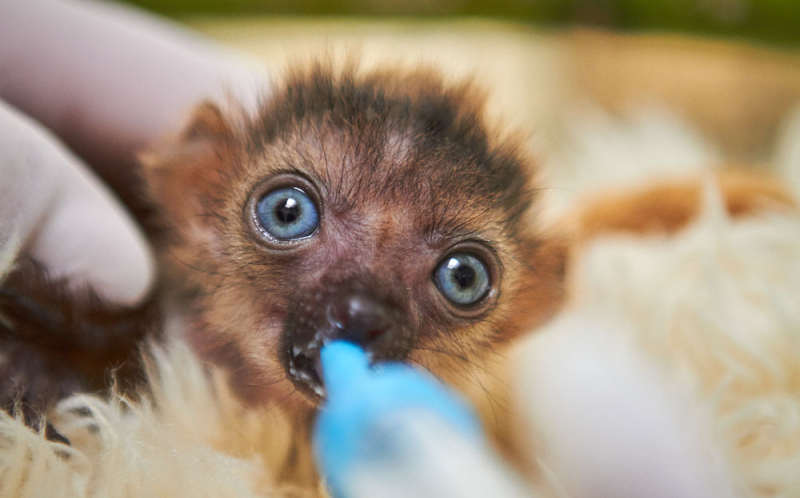 Critically Endangered Blue-Eyed Lemur Born at Florida Zoo